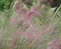 muhlenbergia filipes.jpg